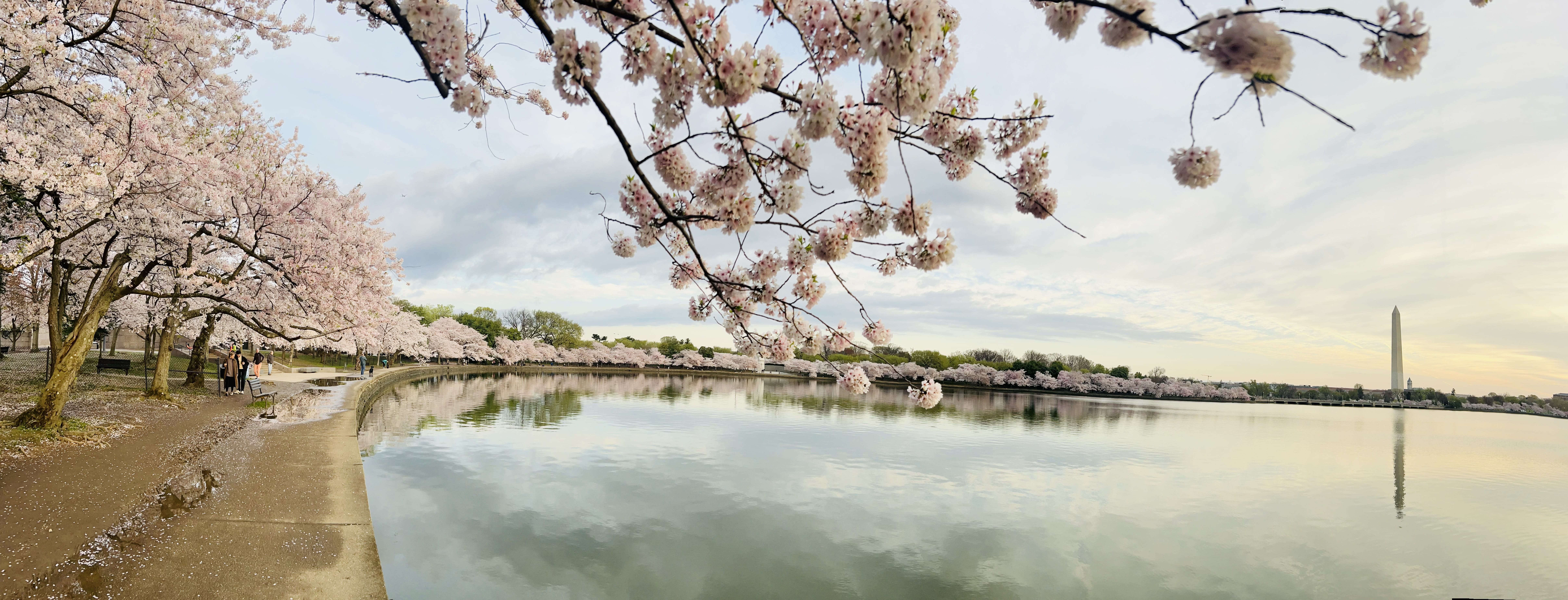 cherryblossom